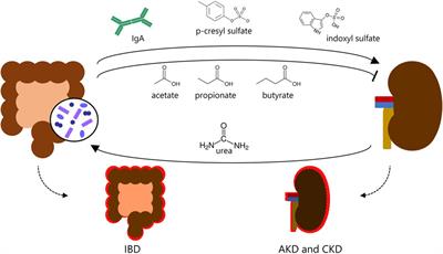 Enteroendocrine cells and gut hormones as potential targets in the crossroad of the gut-kidney axis communication